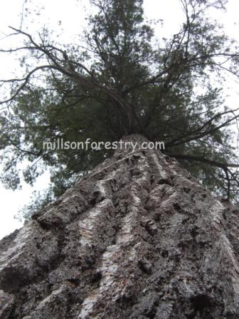 Large White Pine
